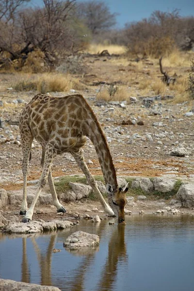 Giraffa Giraffa Camelopardalis Nel Parco Nazionale Etosha Namibia — Foto Stock