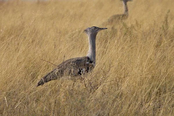 Stora Bustard Ardeotis Kori Etosha National Park Namibia — Stockfoto