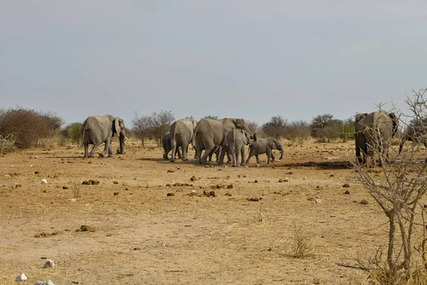 herd of African elephants at waterhole Etosha, Namibia