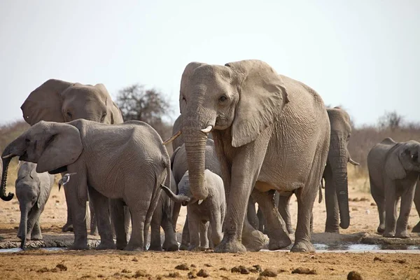 Kudde Van Afrikaanse Olifant Waterhole Etosha Namibië — Stockfoto