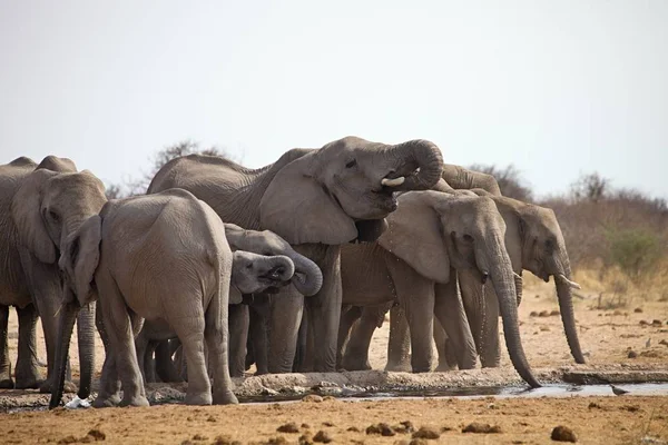 Kuddes Olifanten Met Cubs Zijn Duwen Waterput Etosha Namibië — Stockfoto