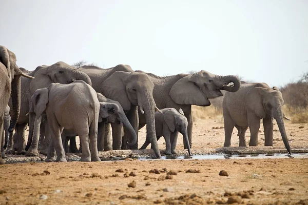 Manadas Elefantes Con Cachorros Están Empujando Abrevadero Etosha Namibia —  Fotos de Stock