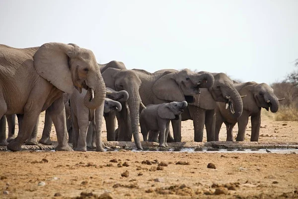 Kuddes Olifanten Met Cubs Zijn Duwen Waterput Etosha Namibië — Stockfoto