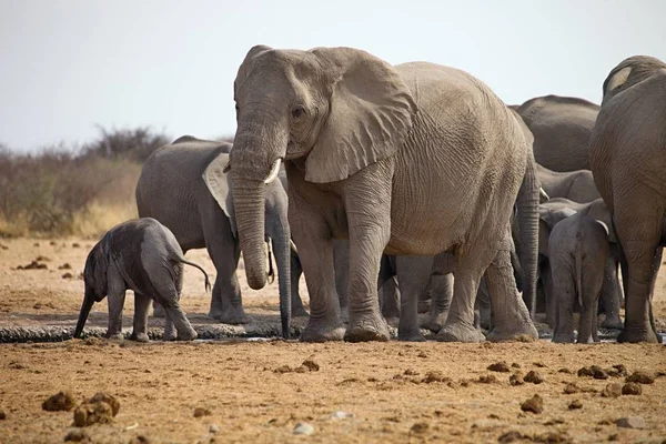 Elefantenherden Mit Jungen Drängen Sich Wasserloch Etosha Namibia — Stockfoto