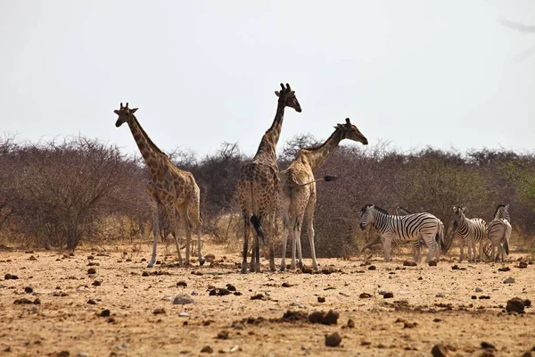 Cebras Jirafas Damara Abrevadero Etosha Namibia — Foto de Stock