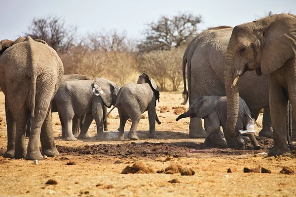 Afrikaanse Olifanten Loxodon Africana Drinkwater Waterhole Etosha Namibië — Stockfoto