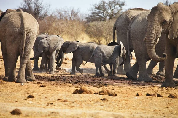 Afrikaanse Olifanten Loxodon Africana Drinkwater Waterhole Etosha Namibië — Stockfoto