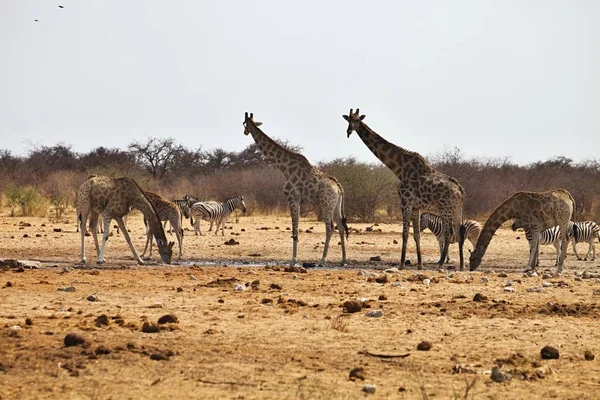 Cebras Jirafas Damara Abrevadero Etosha Namibia — Foto de Stock