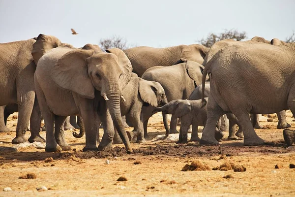 Afrikaanse Olifanten Loxodon Africana Drinkwater Waterhole Etosha Namibië — Stockfoto