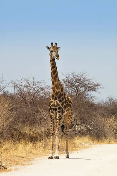 Żyrafa Giraffa Żyrafy Park Narodowy Etosha Namibia — Zdjęcie stockowe