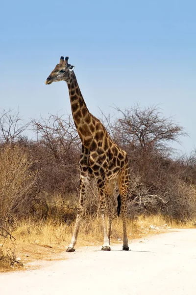 Girafa Girafa Camelopardalis Parque Nacional Etosha Namíbia — Fotografia de Stock