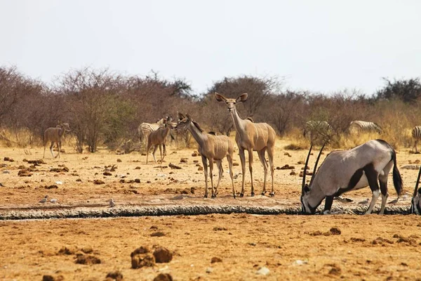 Större Kudu Tragelaphus Strepsiceros Vattenhålet Etosha Namibia — Stockfoto