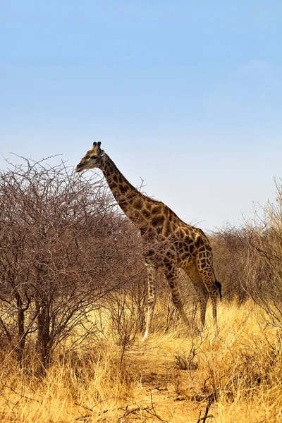 Girafe Giraffa Camelopardalis Dans Parc National Etosha Namibie — Photo