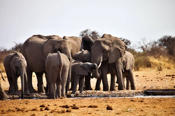 Elefantes Africanos Loxodon Africana Agua Potable Abrevadero Etosha Namibia —  Fotos de Stock