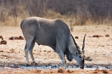 Eland, Bwabwata, Namibia ziyarette200 Taurotragus Afrika antilobu