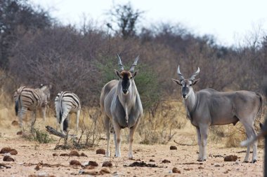 Eland, Bwabwata, Namibia ziyarette200 Taurotragus Afrika antilobu