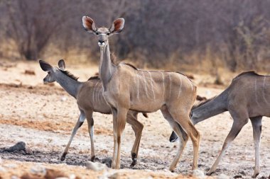  Büyük kudu, Bwabwata, Namibia ziyarette200 yayılım gösterir: strepsiceros