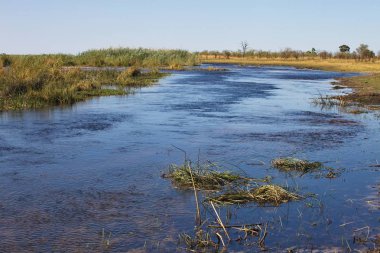 Marsh habitat, Bwabwata Milli Parkı, Namibya