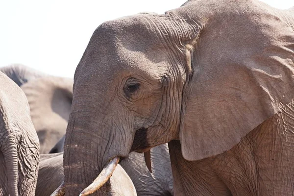 Afrikaanse Olifanten Loxodon Africana Drinkwater Waterhole Etosha Namibië — Stockfoto