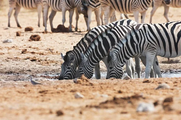 Damara Zebre Giraffe Alla Pozza Acqua Etosha Namibia — Foto Stock