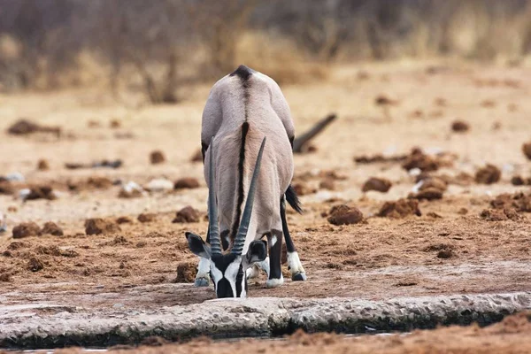 Gemsbok Bwabwata Milli Parkı Namibya Afrika Antilobu Gazela — Stok fotoğraf