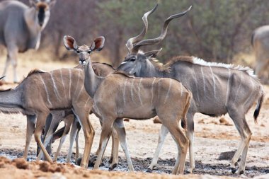  Büyük kudu, Bwabwata, Namibia ziyarette200 yayılım gösterir: strepsiceros