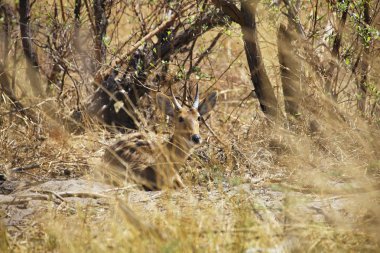 Sylvicapra grimmia, Grey Duiker, Bwabwata Milli Parkı, Namibya