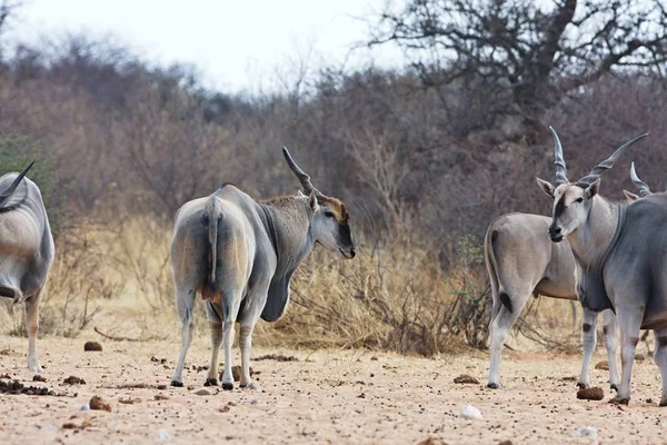 Eland Taurotragus Oryx Abrevadero Bwabwata Namibia — Foto de Stock