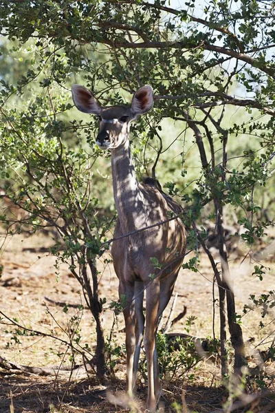 Większa Kudu Tragelaphus Strepsiceros Waterhole Bwabwata Namibia — Zdjęcie stockowe