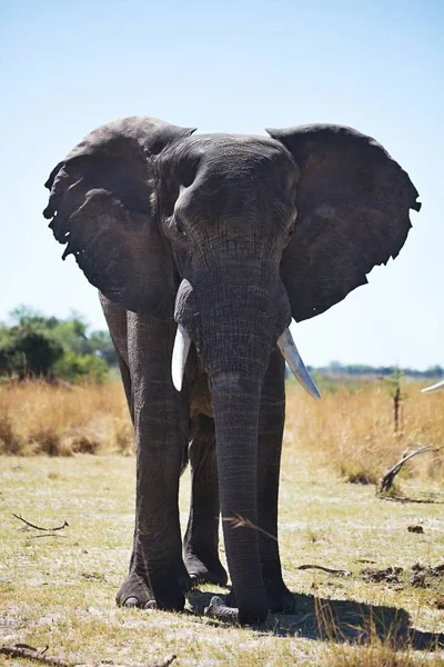 Elefantes Africanos Loxodon Africana Parque Nacional Bwabwata Namíbia — Fotografia de Stock