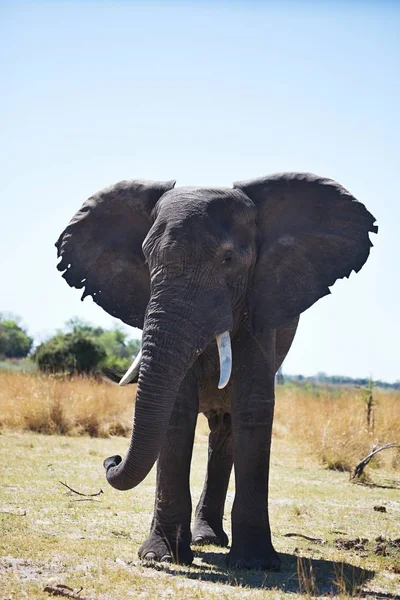 Elefantes Africanos Loxodon Africana Parque Nacional Bwabwata Namíbia — Fotografia de Stock