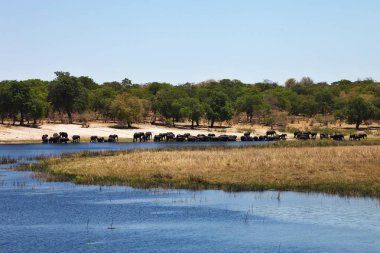Filler su birikintisinin at nalı, Bwabwata Milli Parkı, Namibia