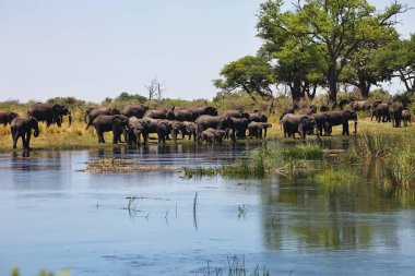 Filler su birikintisinin at nalı, Bwabwata Milli Parkı, Namibia
