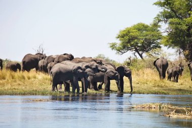 Filler su birikintisinin at nalı, Bwabwata Milli Parkı, Namibia
