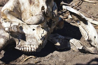 Kurutulmuş kafatası Bwabwata Milli Parkı, Namibya Afrika fili