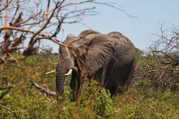 Afrika Filleri Bwabwata Milli Parkı Namibia Yoğun Bush Besleme — Stok fotoğraf