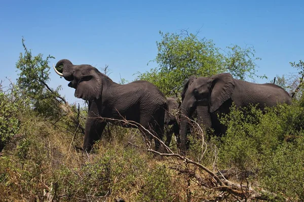 Африканские Слоны Кормятся Густых Кустах Национальном Парке Бвабвата Намибия — стоковое фото