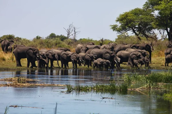 Elefanten Wasserloch Hufeisen Bwabwata Nationalpark Namibia — Stockfoto