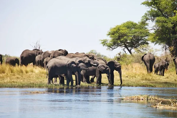 Elefanten Wasserloch Hufeisen Bwabwata Nationalpark Namibia — Stockfoto
