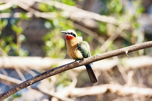 白いガラス張りハチクイ 川オカバンゴ ナミビアの Merops Bullockoides — ストック写真