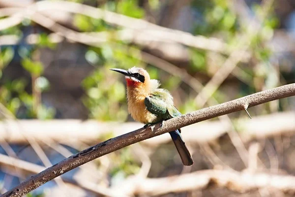 White Fronted Bee Eater Merops Bullockoides River Okavango Namibia — Stock Photo, Image