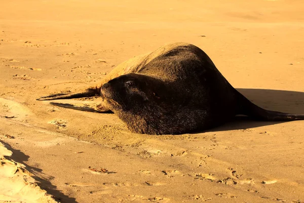 New Zealand Sea Lion, Phocarctos Hooker, with his resting , South Island New Zealand