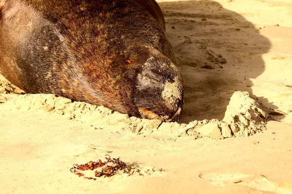 New Zealand Sea Lion, Phocarctos Hooker, with his head resting on the marine seaweed, South Island New Zealand