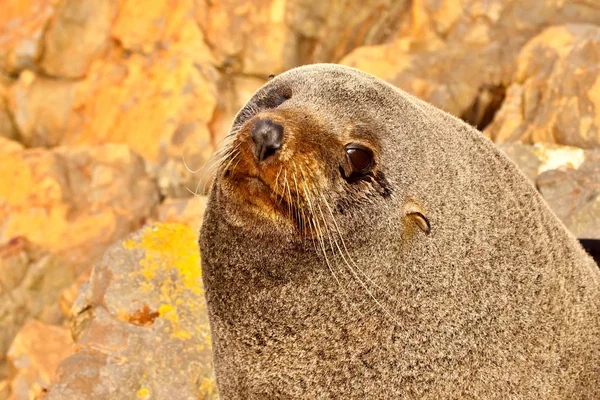 Portrait Fur Seal Arctocephalus Forsteri South Island New Zealand — стоковое фото