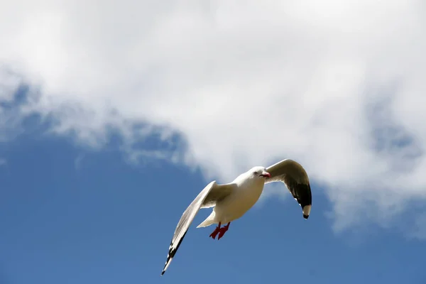 Rödnäbbad Trut Larus Novaehollandiae Flykt Sydön Nya Zeeland — Stockfoto