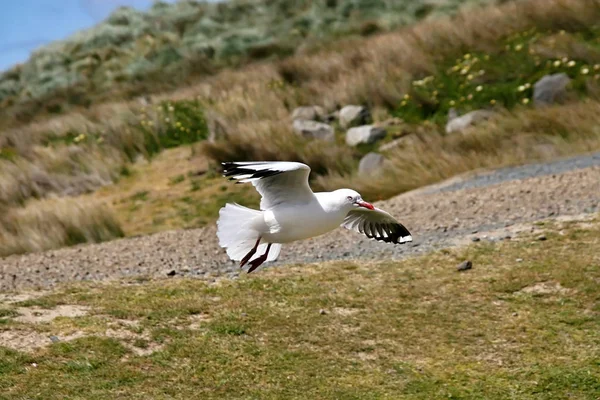 Mouette Bec Rouge Larus Novaehollandiae Vol Île Sud Nouvelle Zélande — Photo