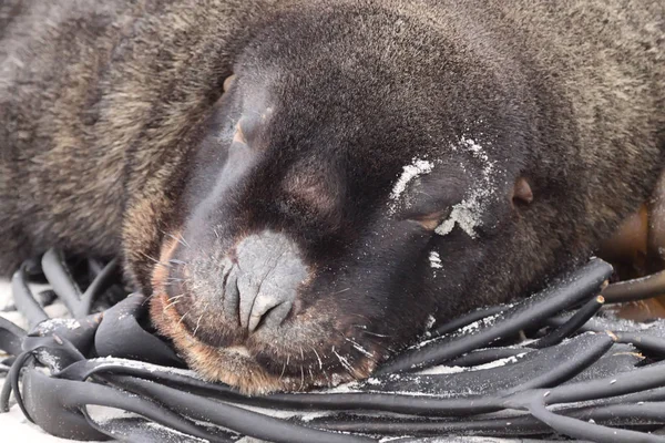 New Zealand Sea Lion, Phocarctos Hooker, with his head resting on the marine seaweed,South Island New Zealand