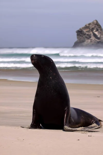 New Zealand Sea Lion, Phocarctos Hooker, with his head resting on the marine seaweed, South Island New Zealand