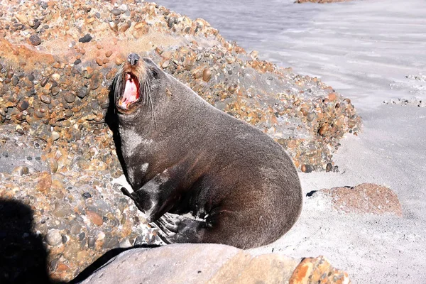 Portrait Fur Seal Arctocephalus Forsteri South Island New Zealand — стоковое фото