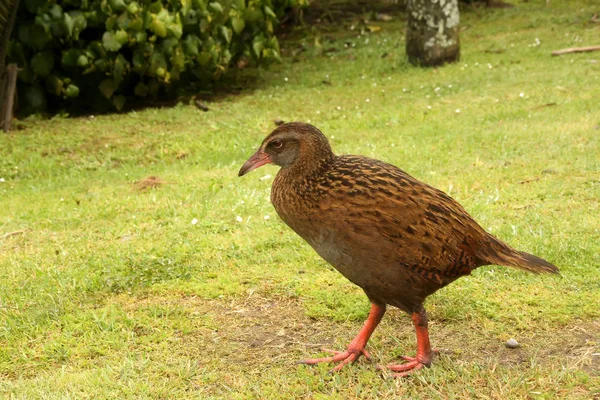 Μεγάλο Flightless Δυτικά Gallirallus Αυστραλίας Gallirallus Australis Νέα Ζηλανδία South — Φωτογραφία Αρχείου